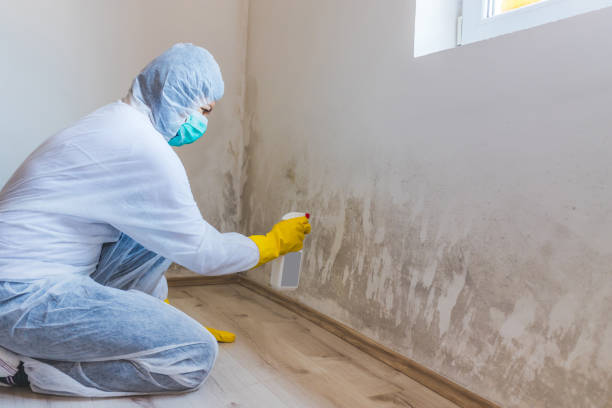 Licensed Mold Inspection service in Catonsville, MD - WQB Mold Removal